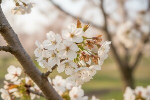 Zaštita koštičavoga voća