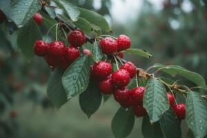 Zaštita koštičavoga voća