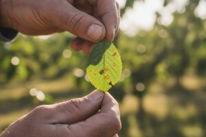 Zaštita koštičavoga voća od kozičavosti