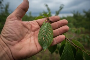 Zaštita koštičavoga voća od šupljikavosti