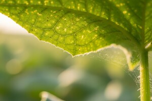 Zaštita krastavaca od grinje i tripsa