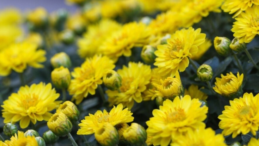 Bijela hrđa prijeti krizantemama, kako je suzbiti?