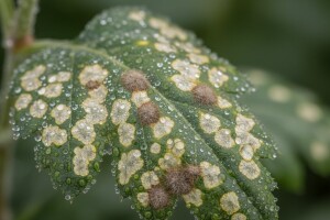 Zaštita krizantema od hrđe i plijesni