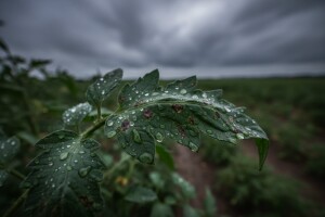 Zaštita krumpira i rajčice