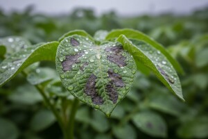 Zaštita krumpira i rajčice