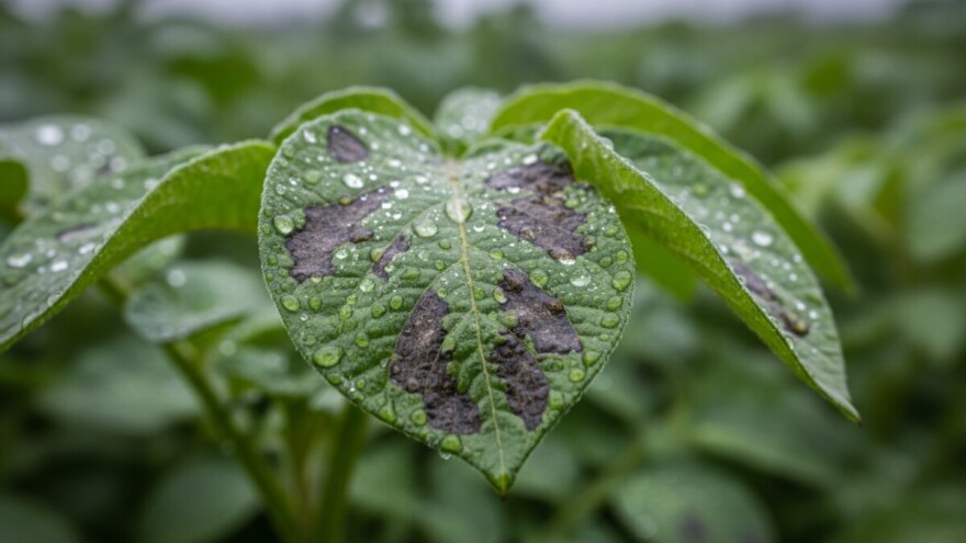 Zaštita krumpira i rajčice