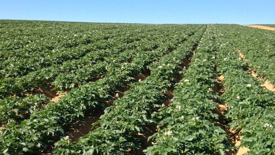 Suzbijanje dviju najznačajnijih bolesti krumpira