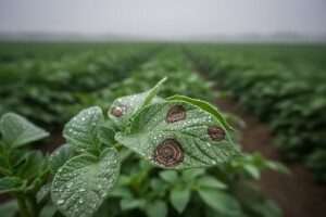Zaštita krumpira od crne pjegavosti