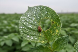 Zaštita krumpira od krumpirove zlatice