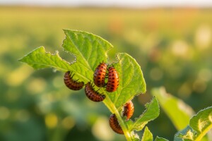 Zaštita krumpira od krumpirove zlatice