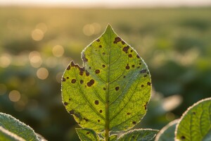 Zaštita krumpira od pjegavosti i plamenjače