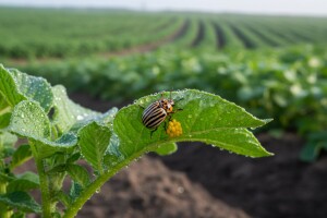 Zaštita krumpira od plamenjače