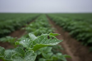Zaštita krumpira od plamenjače