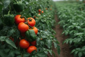 Zaštita krumpira, rajčice i paprike