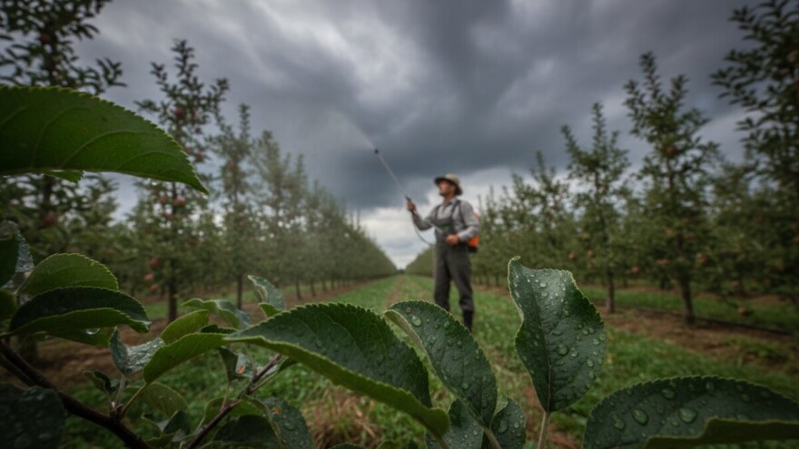 Zaštita krušaka i jabuka