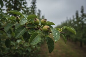 Zaštita krušaka i jabuka