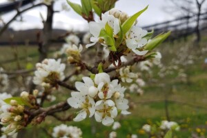 Vrijeme odgovorno za pojavu insekata u voćnjacima - šta je sa šljivom?