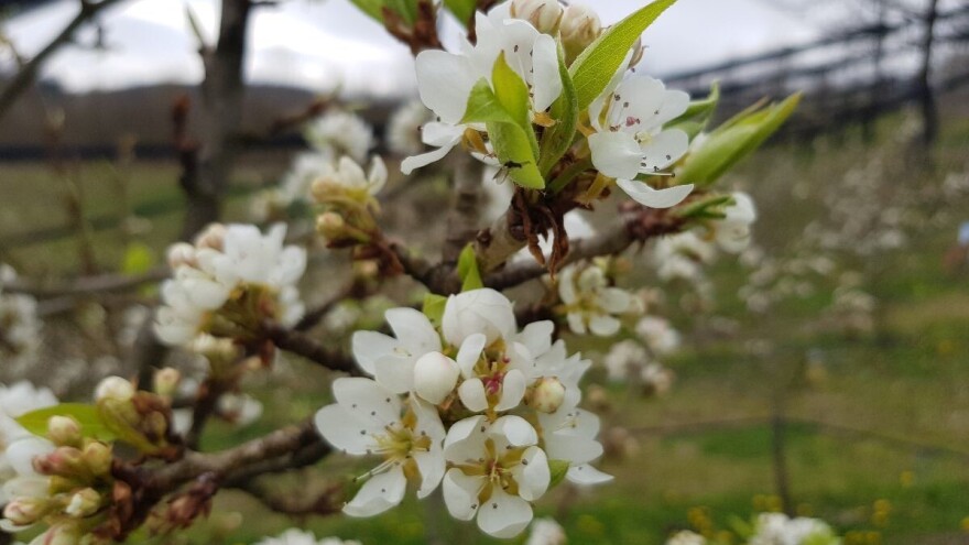 Vrijeme odgovorno za pojavu insekata u voćnjacima - šta je sa šljivom?