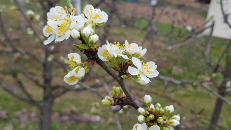 Protiv šljivine osice prirodnim putem - rastvor treba biti što ljući i dobro procjeđen