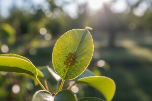 Zaštita krušaka od kruškine buhe