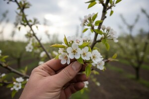 Zaštita kruške i jabuke