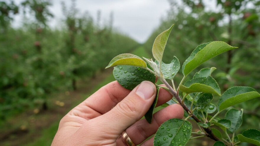 Zaštita kruške i jabuke!