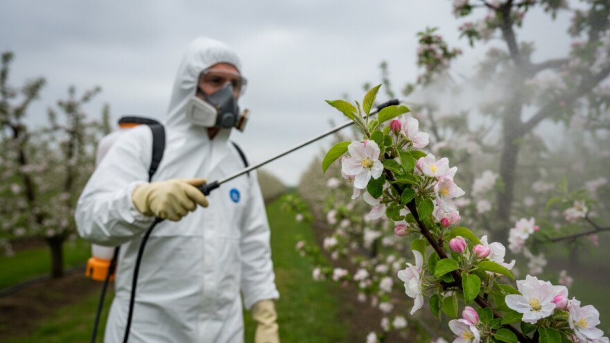 Zaštita kruške i jabuke od krastavosti