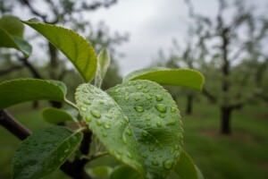 Zaštita kruške i jabuke od krastavosti i mrljavosti