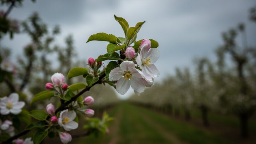 Zaštita kruške i jabuke od mrljavosti i krastavosti
