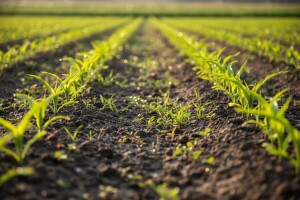 Zaštita kukuruza i soje od korova!