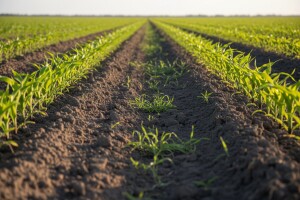 Zaštita kukuruza nakon nicanja