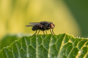 Zaštita kupusa od kupusne muhe