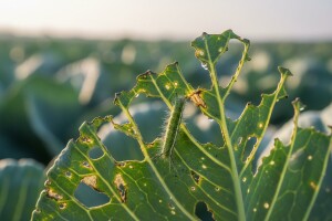 Zaštita kupusa od kupusnog moljca