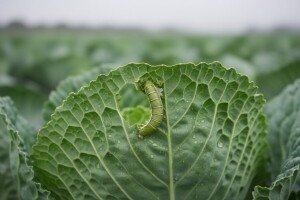 Zaštita kupusa od kupusnog moljca
