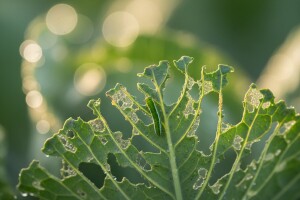 Zaštita kupusa od kupusnoga moljca