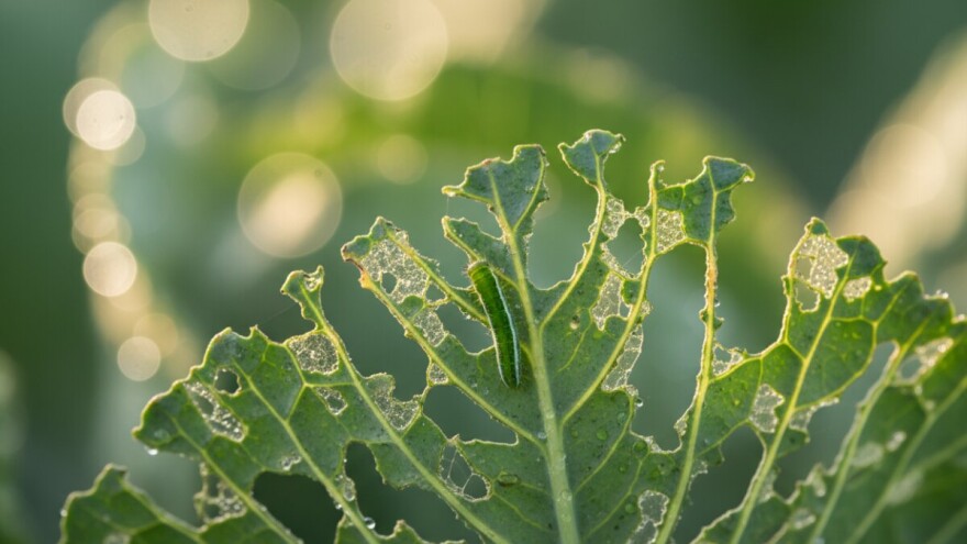 Zaštita kupusa od kupusnoga moljca