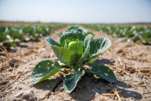 Zaštita kupusa od vrućina i štetnika