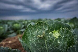 Zaštita kupusa prije novih oborina