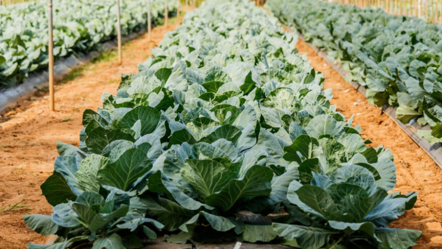 Pratiti usjeve kupusnjača i provesti zaštitu