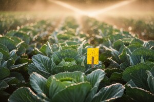 Zaštita kupusnjača na međimurskom području