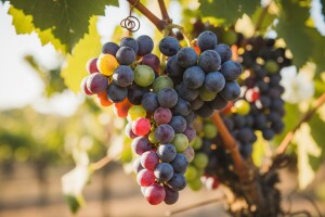 Zaštita loze i bobica grožđa