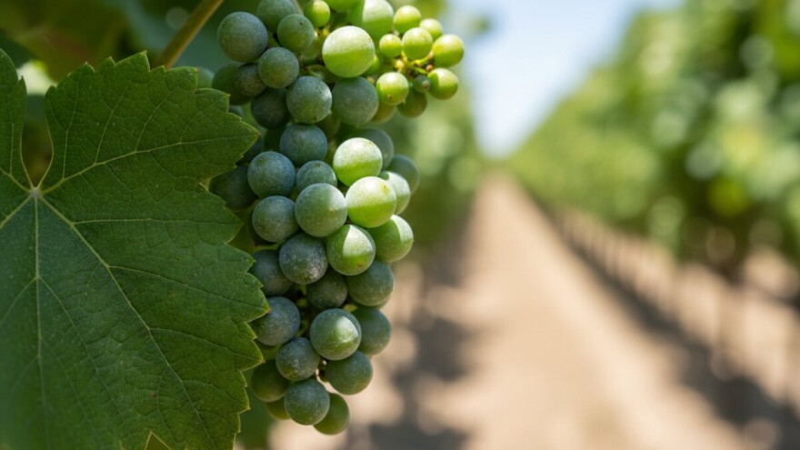 Zaštita loze i bobica grozdova