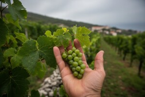 Zaštita loze na dubrovačko-neretvanskom području