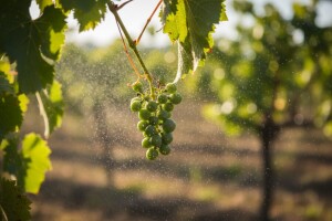 Zaštita loze od moljaca i pepelnice