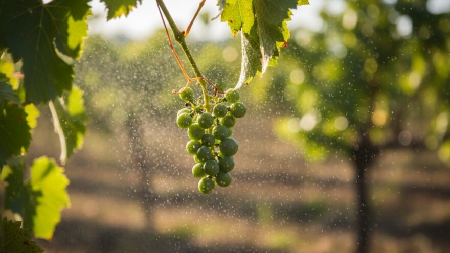 Zaštita loze od moljaca i pepelnice