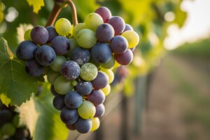 Zaštita loze od pepelnice i botritisa