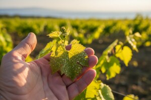 Zaštita loze od pepelnice i peronospore