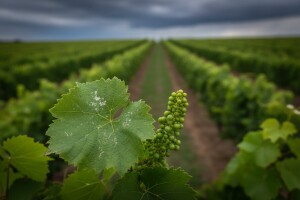 Zaštita loze od pepelnice i plamenjače