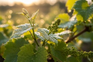 Zaštita loze od peronospore i pepelnice