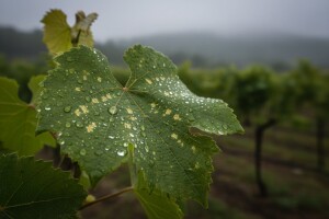 Zaštita loze od peronospore i ranog botritisa